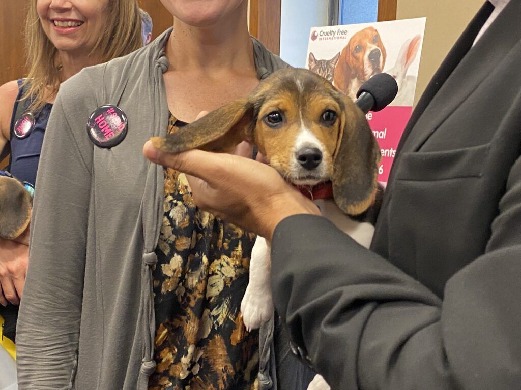 Envigo beagle